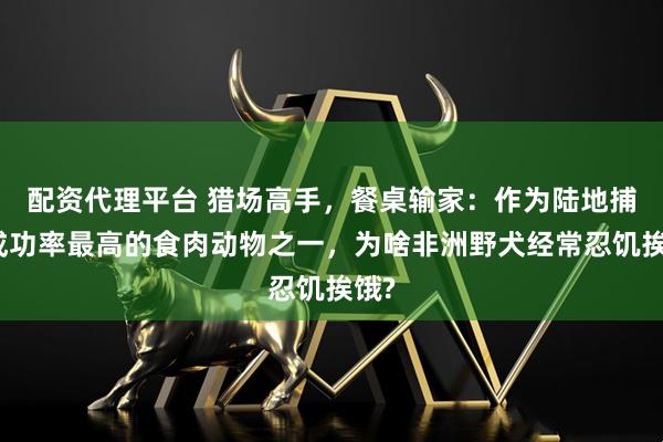 配资代理平台 猎场高手，餐桌输家：作为陆地捕猎成功率最高的食肉动物之一，为啥非洲野犬经常忍饥挨饿?